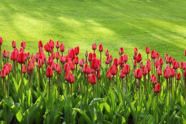 Få succes med at dyrke tulipanløg: Tips og tricks til at opnå en prægtig blomsterpragt